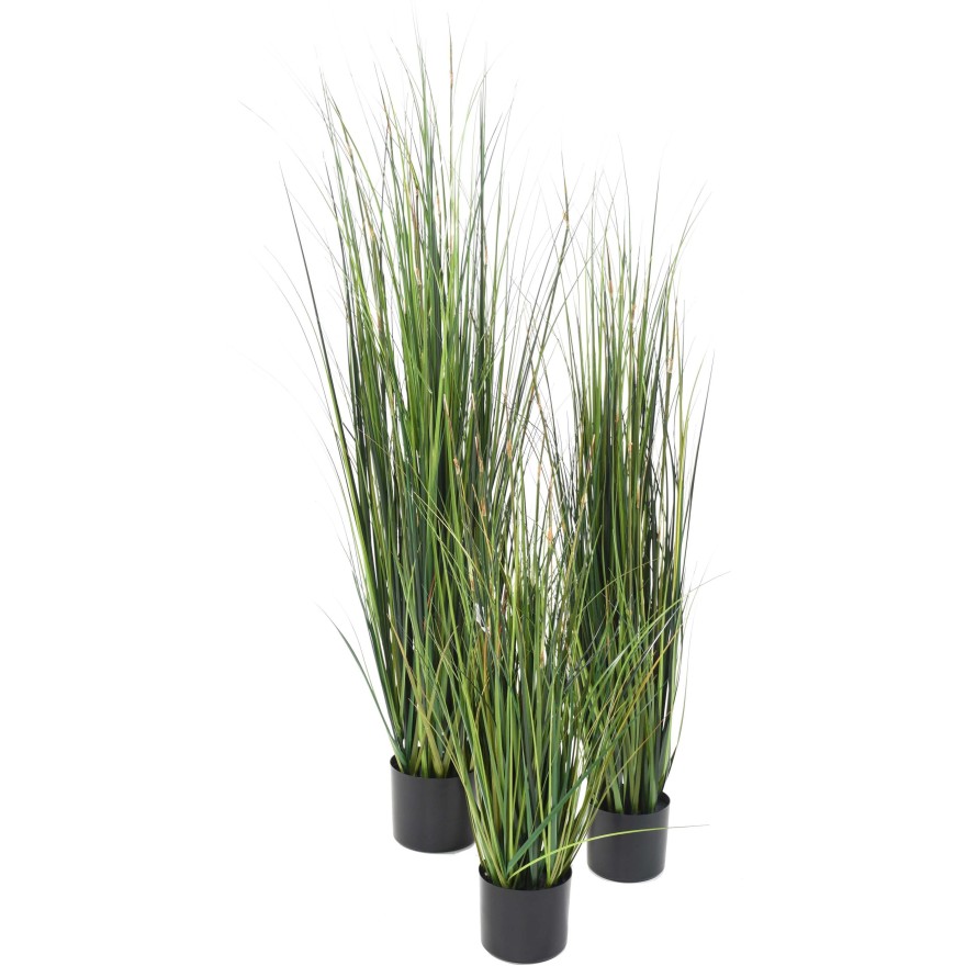 BAMBOO ONION GRASS