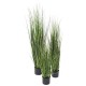 ONION GRASS BAMBOU