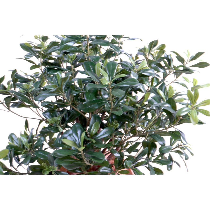 PITTOSPORUM BUISSON