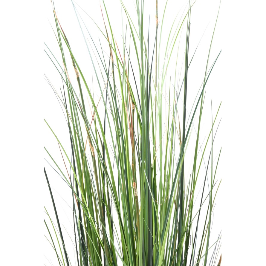 BAMBOO ONION GRASS