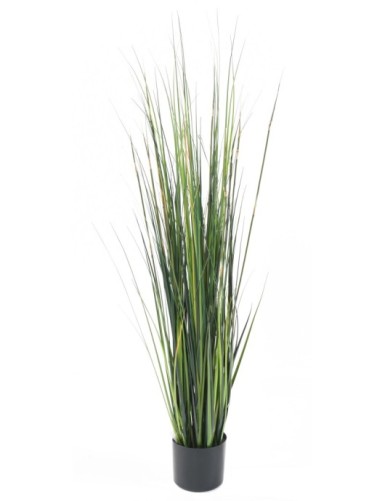 BAMBOO ONION GRASS