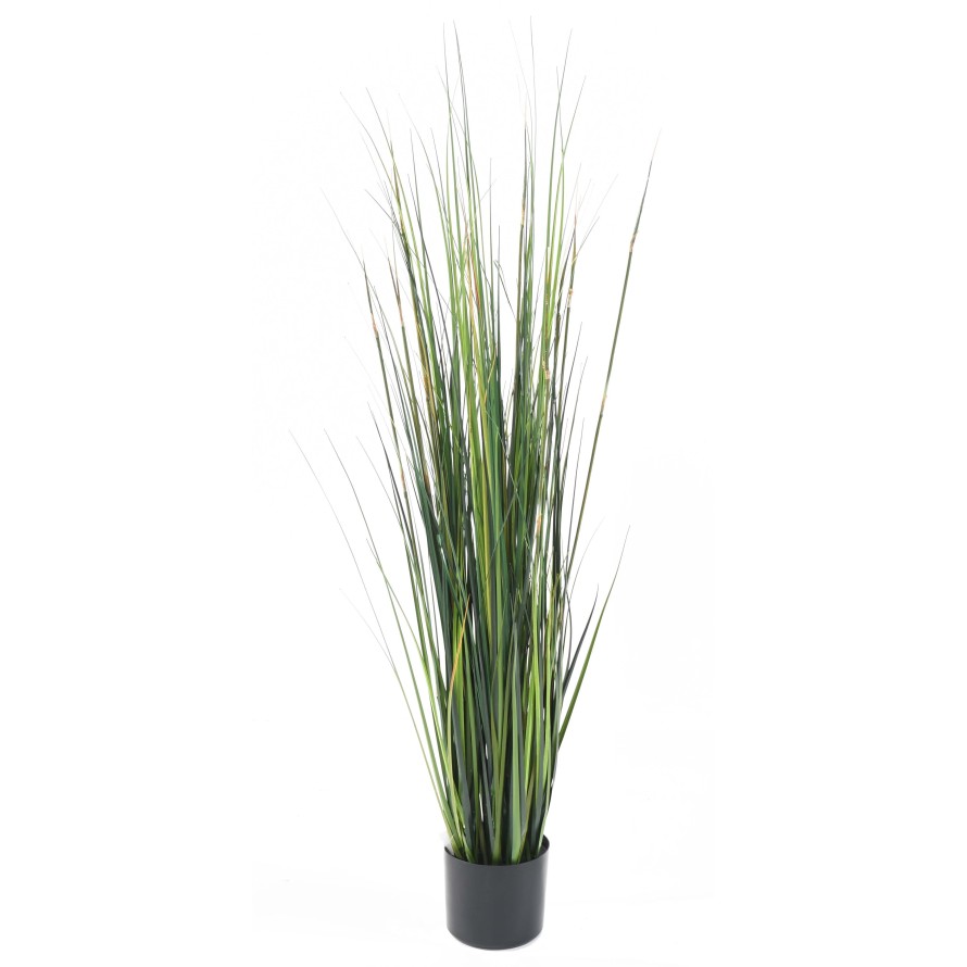 BAMBOO ONION GRASS