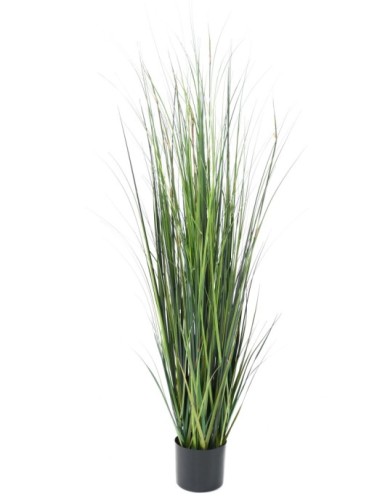 BAMBOO ONION GRASS