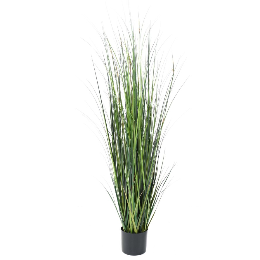 BAMBOO ONION GRASS