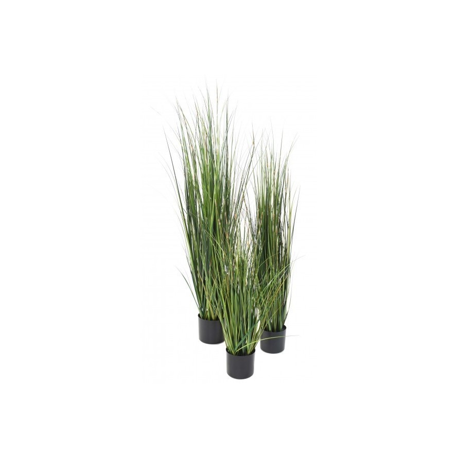 BAMBOO ONION GRASS