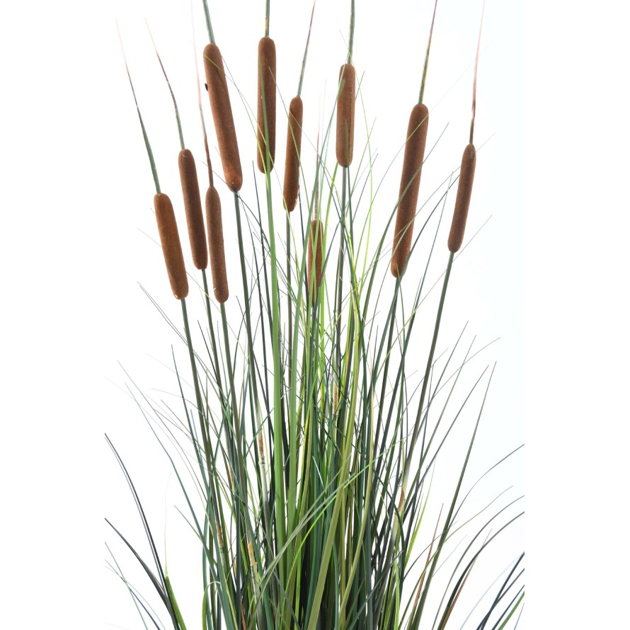 CATTAIL