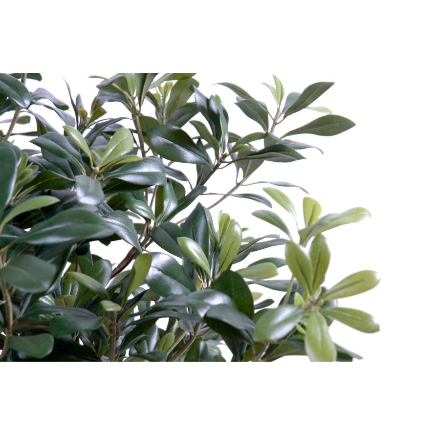 PITTOSPORUM BUISSON