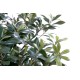 PITTOSPORUM BUISSON