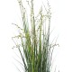 BERRY ONION GRASS