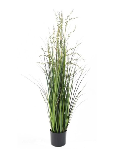 BERRY ONION GRASS