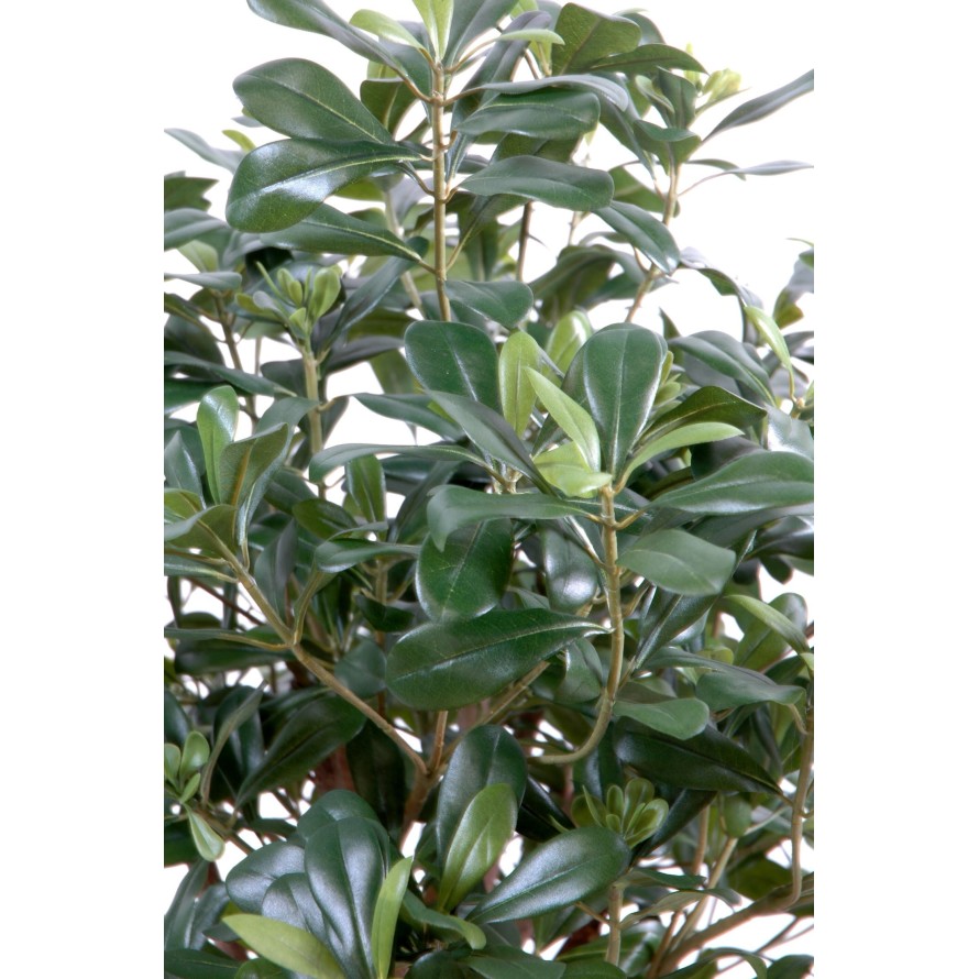 PITTOSPORUM BUISSON