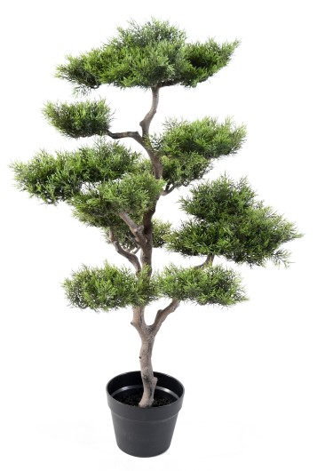 BONSAI PINE