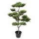 BONSAI PINE