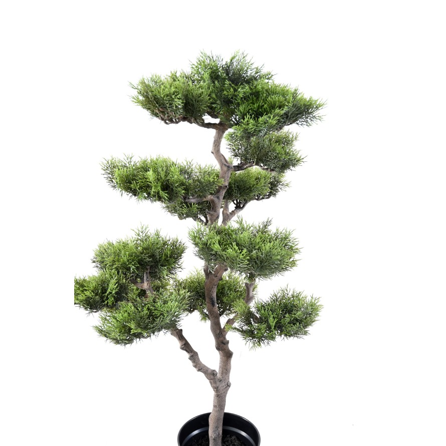 BONSAI PINE