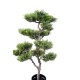 BONSAI PINE