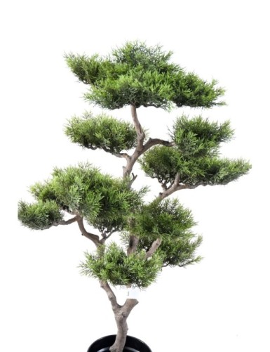 BONSAI PINE