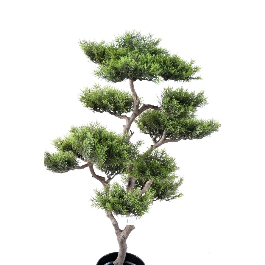 BONSAI PINE