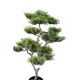 BONSAI PINE