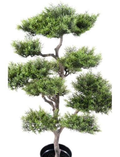 BONSAI PINE