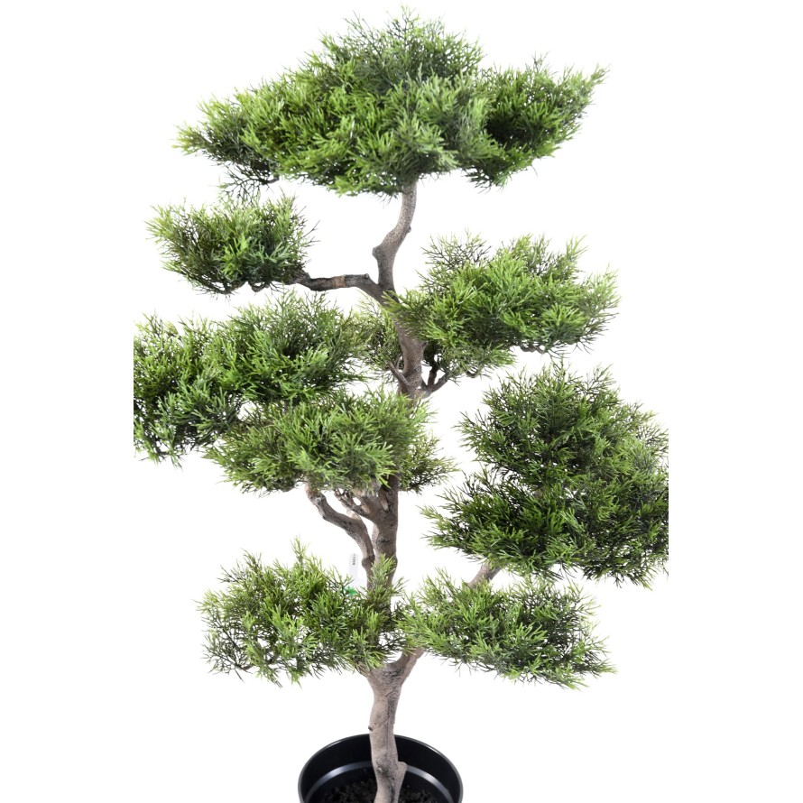 BONSAI PINE