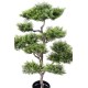 BONSAI PINE