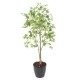 ARALIA