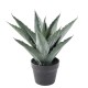 Artificial AGAVE