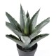 Artificial AGAVE