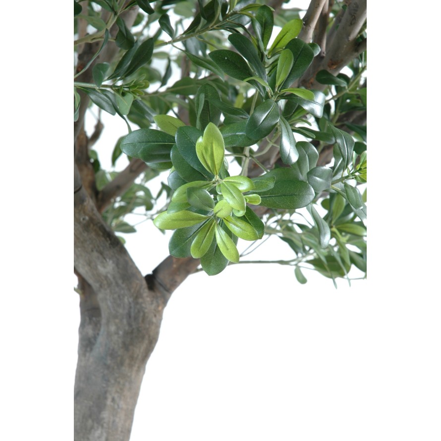 PITTOSPORUM ARBRE