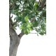 PITTOSPORUM TREE