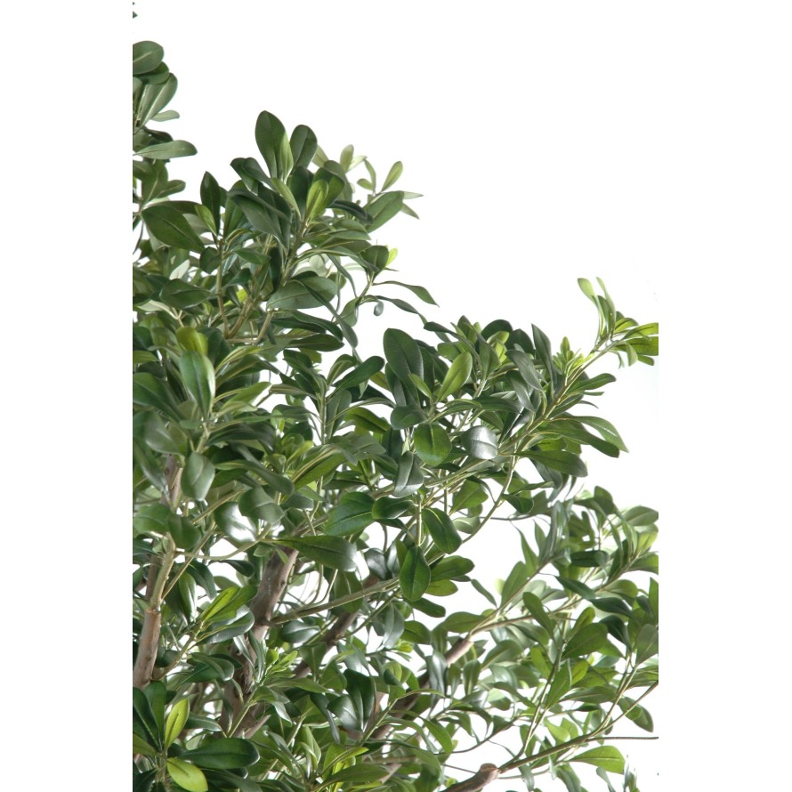 PITTOSPORUM ARBRE