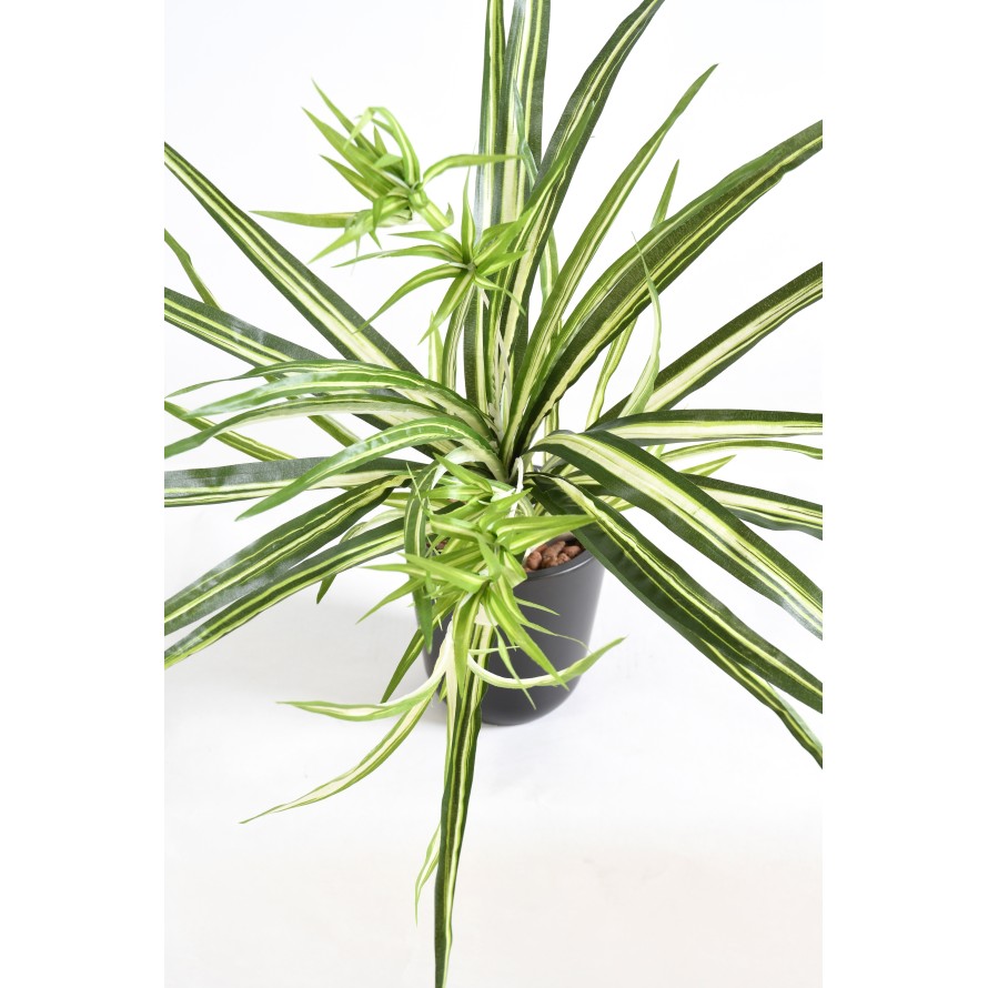 CHLOROPHYTUM * 82