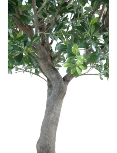 PITTOSPORUM TREE