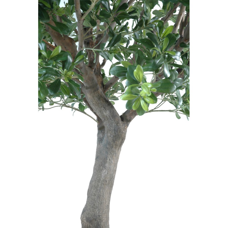 PITTOSPORUM ARBRE