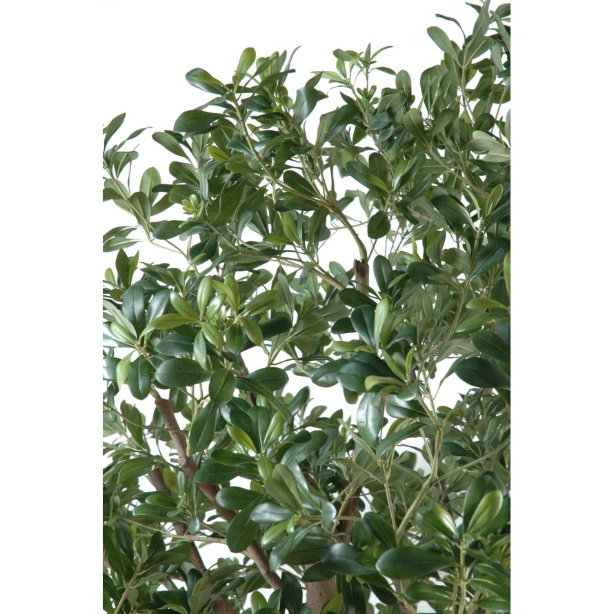 PITTOSPORUM ARBRE