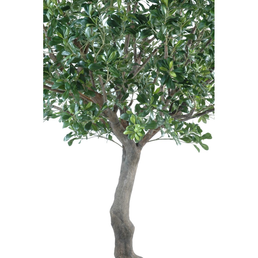 PITTOSPORUM ARBRE