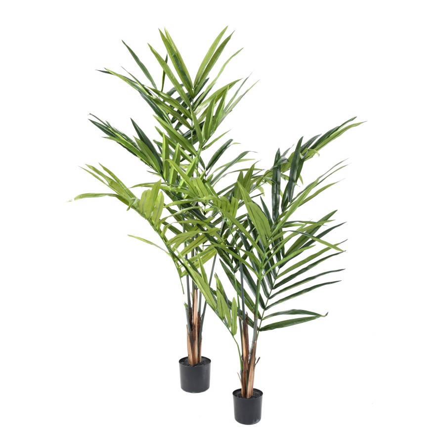 KENTIA PALM ECO