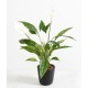 SPATHIPHYLLUM 4FL