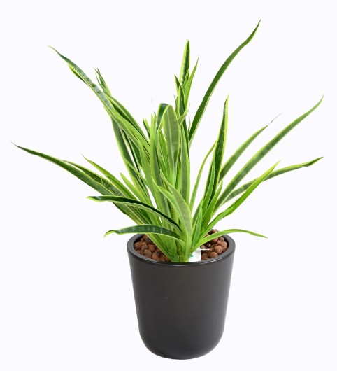 DRACAENA PLANT