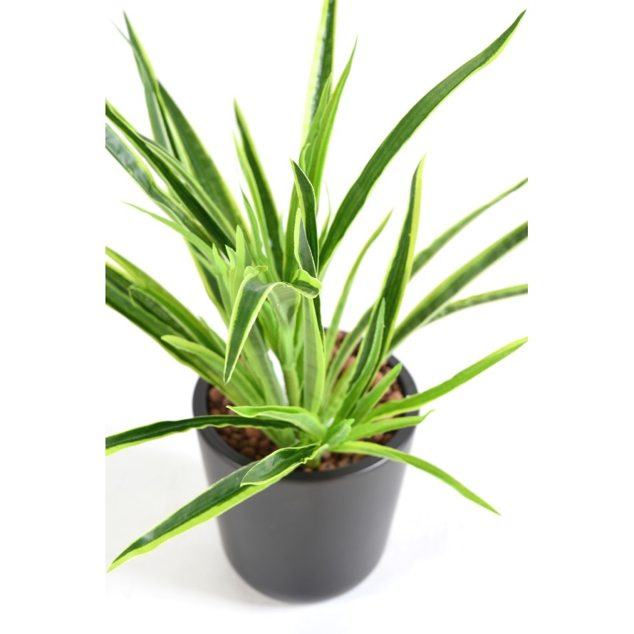 DRACAENA PLANT