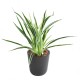 DRACAENA PLANT