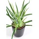 DRACAENA PLANT