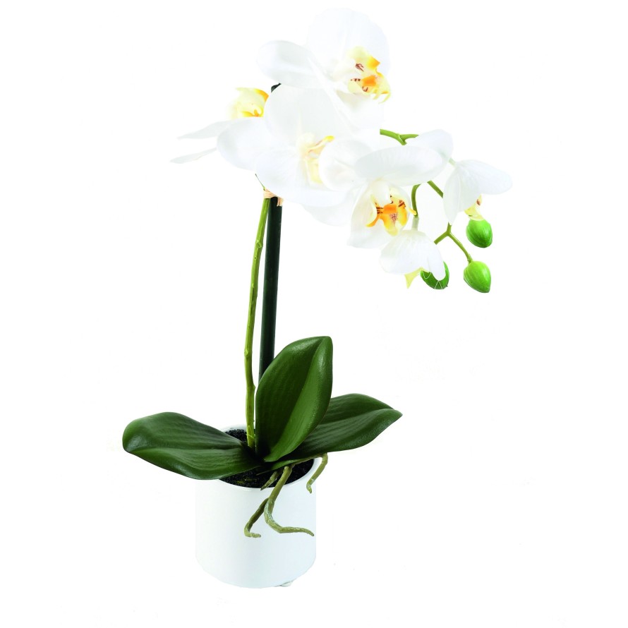 PHALAENOPSIS POT white