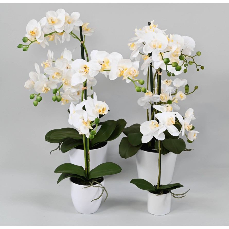 PHALAENOPSIS POT white