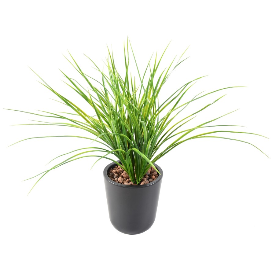 HERBE JUNCUS