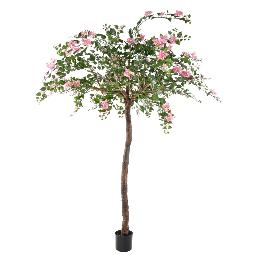 BOUGAINVILLEE TREE