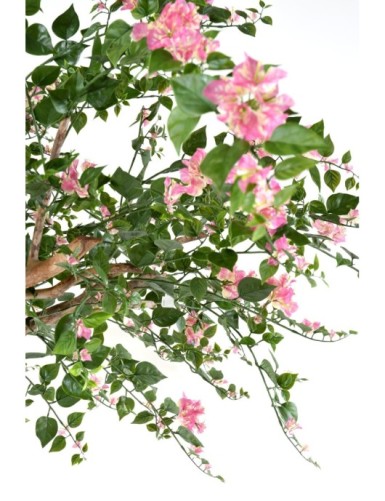 BOUGAINVILLEE TREE