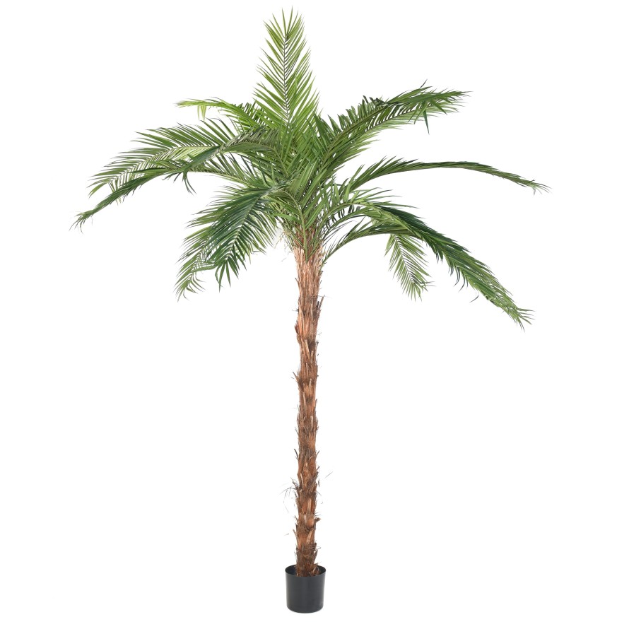 PHOENIX CANARIENSIS TN PALM