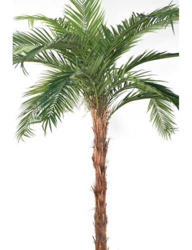 PHOENIX CANARIENSIS TN PALM