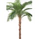 PHOENIX CANARIENSIS TN PALM